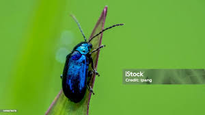 Attēlu rezultāti vaicājumam “Agelastica alni”