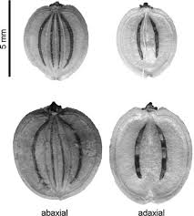 Attēlu rezultāti vaicājumam “Pastinaca sativa subsp. sylvestris fruit”