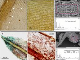 Attēlu rezultāti vaicājumam “Tortula subulata”