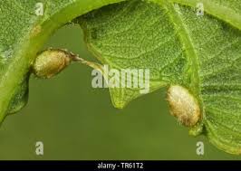 Attēlu rezultāti vaicājumam “Neuroterus albipes”