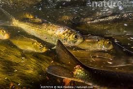 Image result for Alosa pseudoharengus