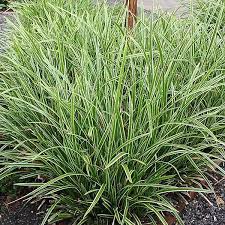 Attēlu rezultāti vaicājumam “Carex scandinavica”