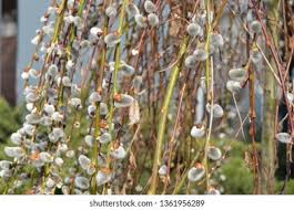 Attēlu rezultāti vaicājumam “Salix daphnoides subsp. acutifolia bud”