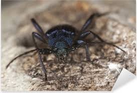 Attēlu rezultāti vaicājumam “Callidium violaceum”