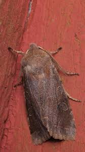 Attēlu rezultāti vaicājumam “Orthosia populeti”