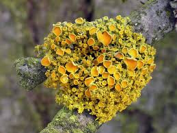 Attēlu rezultāti vaicājumam “Xanthoria polycarpa”
