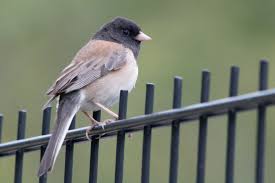 Image result for Junco hyemalis