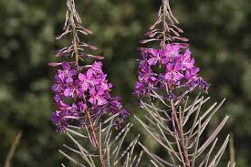 Attēlu rezultāti vaicājumam “Epilobium angustifolium bud”