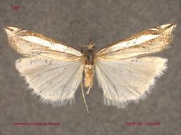 Attēlu rezultāti vaicājumam “Crambus hamella”