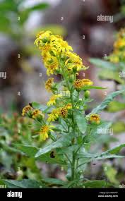 Attēlu rezultāti vaicājumam “Solidago virgaurea flower”