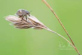 Attēlu rezultāti vaicājumam “Eurygaster testudinaria imago”