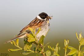 Attēlu rezultāti vaicājumam “Emberiza schoeniclus nest”