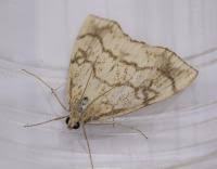 Attēlu rezultāti vaicājumam “Evergestis pallidata”