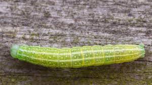 Attēlu rezultāti vaicājumam “Cosmia pyralina”