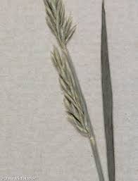 Attēlu rezultāti vaicājumam “Koeleria glauca leaf”