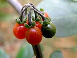 Attēlu rezultāti vaicājumam “Solanum nigrum”