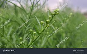 Attēlu rezultāti vaicājumam “Thesium ebracteatum leaf”