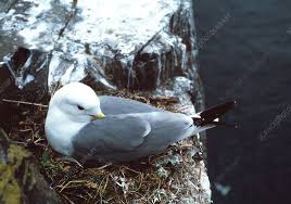 Attēlu rezultāti vaicājumam “Rissa tridactyla nest”