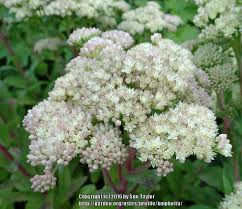 Attēlu rezultāti vaicājumam “Hylotelephium maximum”