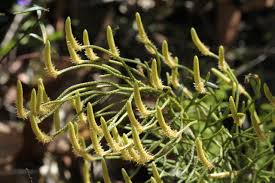 Attēlu rezultāti vaicājumam “Lycopodium dubium”