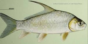 Image result for Carpiodes cyprinus