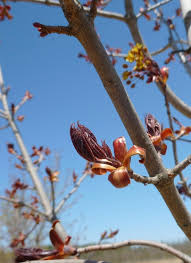 Attēlu rezultāti vaicājumam “Acer platanoides bud”