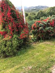 Image result for Ildblomkarse