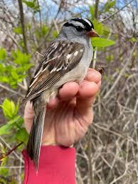 Image result for Zonotrichia leucophrys