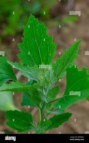 Attēlu rezultāti vaicājumam “Chenopodium polyspermum var. acutifolium”