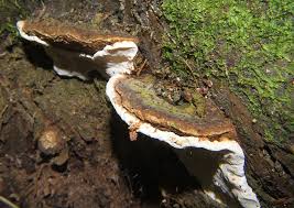 Attēlu rezultāti vaicājumam “Phellinus nigrolimitatus”