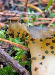 Attēlu rezultāti vaicājumam “Craterium minutum stalked”