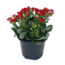 Image result for Kalanchoe blossfeldiana