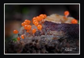 Attēlu rezultāti vaicājumam “Diachea subsessilis”