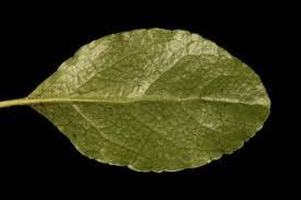 Attēlu rezultāti vaicājumam “Orthilia secunda leaf”