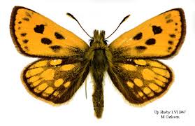 Attēlu rezultāti vaicājumam “Carterocephalus silvicolus”