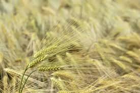 Attēlu rezultāti vaicājumam “Hordeum vulgare”