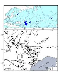 Attēlu rezultāti vaicājumam “Licea chelonoides spores”