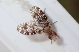 Attēlu rezultāti vaicājumam “Trypetoptera punctulata”