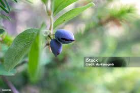 Attēlu rezultāti vaicājumam “Lonicera caerulea var. pallasii fruit”