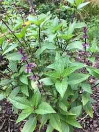 Attēlu rezultāti vaicājumam “Ocimum basilicum flower”
