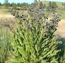 Attēlu rezultāti vaicājumam “Cynoglossum officinale leaf”