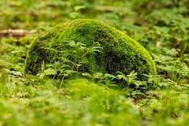 Attēlu rezultāti vaicājumam “Hypnum cupressiforme”