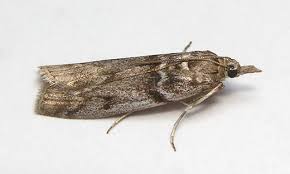 Attēlu rezultāti vaicājumam “Sciota fumella”