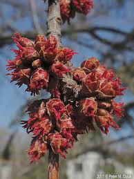 Attēlu rezultāti vaicājumam “Acer saccharinum bud”