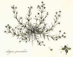 Attēlu rezultāti vaicājumam “Sagina procumbens”