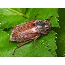 Attēlu rezultāti vaicājumam “Melolontha melolontha imago”