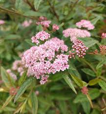 Attēlu rezultāti vaicājumam “Spiraea chamaedryfolia flower”