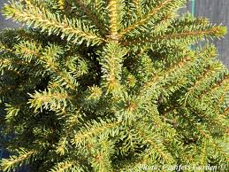 Attēlu rezultāti vaicājumam “Picea orientalis”