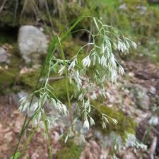 Attēlu rezultāti vaicājumam “Luzula pilosa flower”