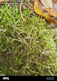 Attēlu rezultāti vaicājumam “Timmia megapolitana”